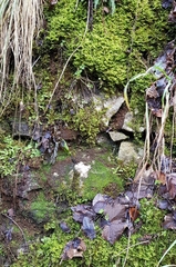 Jungermannia atrovirens