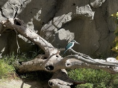 Todiramphus chloris kalbaensis