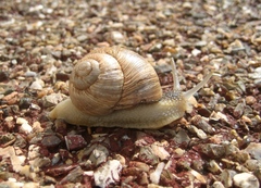 Helix melanostoma