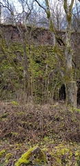 Jungermannia atrovirens