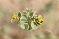 Euphorbia gypsicola