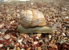 Helix melanostoma