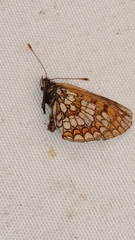 Melitaea celadussa