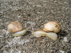 Helix melanostoma