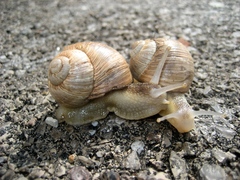 Helix melanostoma