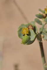 Euphorbia gypsicola