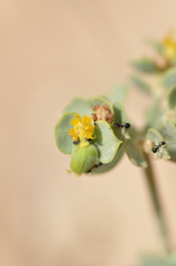 Euphorbia gypsicola