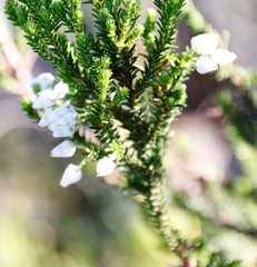 Erica physodes