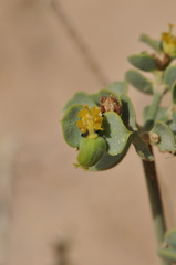 Euphorbia gypsicola