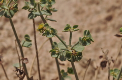 Euphorbia gypsicola