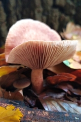 Lactarius subdulcis