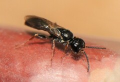 Passaloecus
