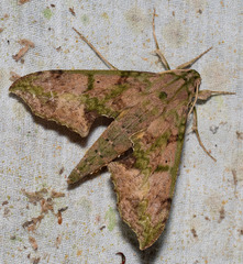 Xylophanes zurcheri