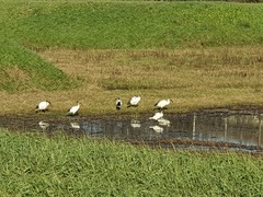 Threskiornis aethiopicus