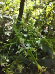 Epidendrum