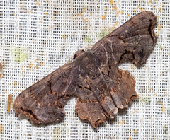 Calledapteryx dryopterata