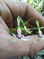 Epidendrum