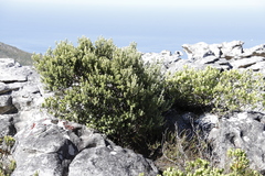 Phylica buxifolia