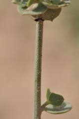 Euphorbia gypsicola