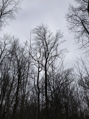 Liriodendron tulipifera