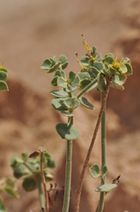 Euphorbia gypsicola