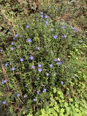 Glandora prostrata