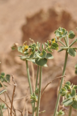 Euphorbia gypsicola