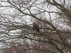 Buteo buteo
