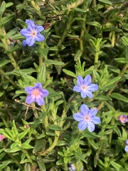 Glandora prostrata