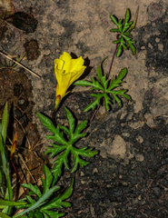 Distimake rhyncorhiza