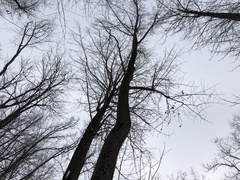 Liriodendron tulipifera