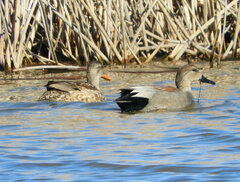 Mareca strepera strepera