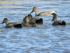 Mareca strepera strepera