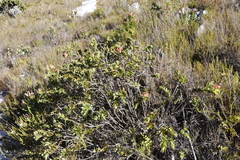 Liparia splendens splendens