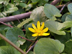 Ficaria verna