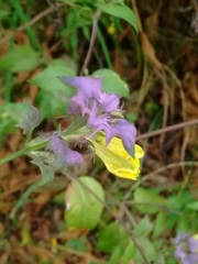 Melampyrum