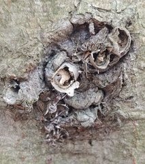 Ophiocordyceps unilateralis