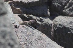 Liolaemus zapallarensis