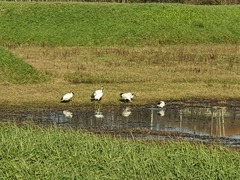 Threskiornis aethiopicus