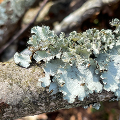 Parmotrema hypotropum