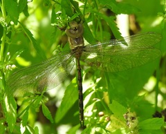 Gynacantha manderica