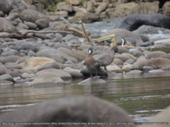 Hymenolaimus malacorhynchos