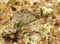 Ceratogomphus pictus