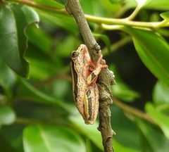 Hyperolius marmoratus taeniatus