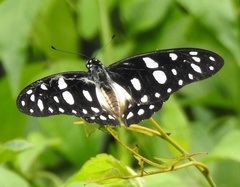 Graphium leonidas leonidas