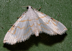 Neurophyseta