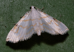 Neurophyseta