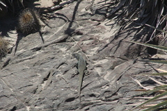 Liolaemus zapallarensis