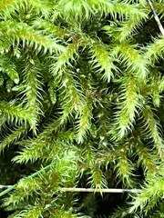 Rhytidiadelphus loreus