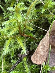 Rhytidiadelphus loreus